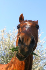 head of a horse in a blooming garden