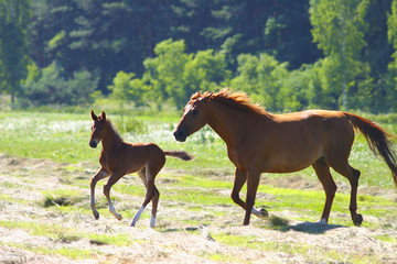 horse breeding