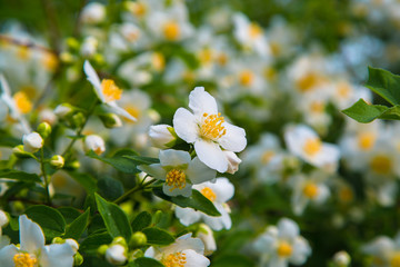 Beautiful white spring flowers Jasmine in the morning dew.