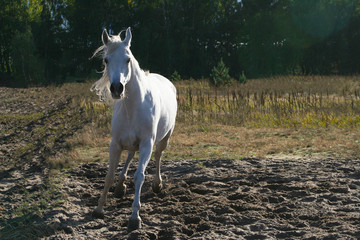 Obraz na płótnie Canvas Thoroughbred Arabian horse