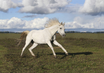 Obraz na płótnie Canvas Thoroughbred Arabian Horse plays