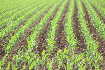 Maisanbau, Maispflanze, Maisfeld