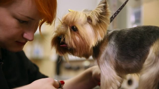 Grummer with shears cuts the hair of a small dog for an exhibition.