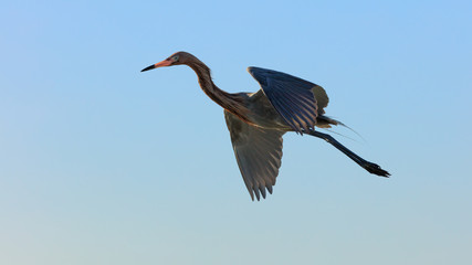 Tricolored heron, Egretta tricolor, flying against blue sky, Sanibel Island, Florida, USA