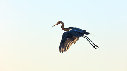 Tricolored heron, Egretta tricolor, flying against the morning sun, Sanibel Island, Florida, USA