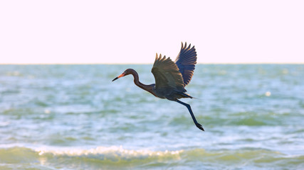 Tricolored heron, Egretta tricolor, flying over the ocean, Sanibel Island, Florida, USA