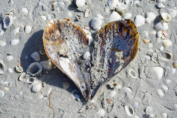 Pen shell shaped as a heart on the beach by the sea in Sanibel, Florida