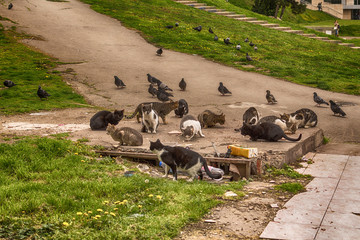 Naklejka premium Belgrade, Serbia March 24, 2016: Abandoned cats are fed in the center of Belgrade