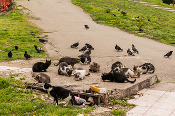 Naklejka premium Belgrade, Serbia March 24, 2016: Abandoned cats are fed in the center of Belgrade