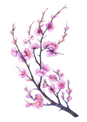 Oriental cherry branch with pink flowers. Japan sakura blossom. Traditional japanese sumi-e style. Apple-tree flowers. Watercolor hand drawn painting illustration isolated on a white background.