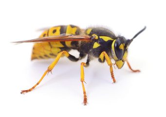 Wasp isolated on white.