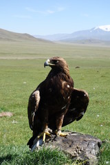 Eagle
