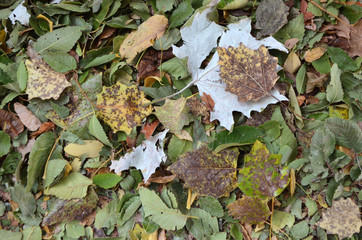 опавшая листва