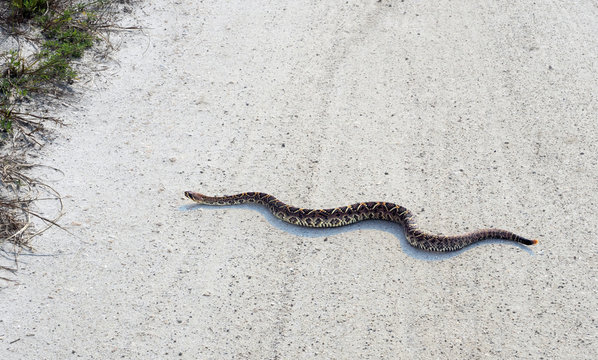 Rattlesnake crawls through country road