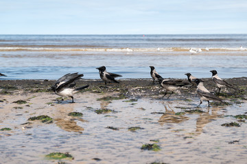 Fototapeta premium Crows on the beach