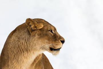 Obraz premium Lion, Panthera leo, lioness portrait on bright, soft background