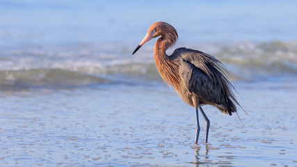 Tricolored heron, Egretta tricolor, standing in water with bad look, Sanibel Island, Florida, USA