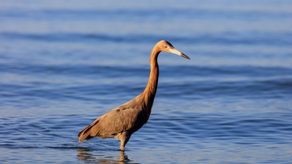 Tricolored heron, Egretta tricolor, standing in water, portrait, Sanibel Island, Florida, USA