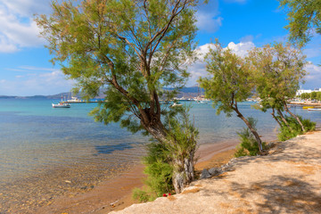 Fototapeta na wymiar Green pine trees and crystal clear turquoise sea water of a beach in Adamas on Milos island