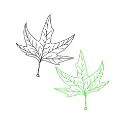 Vector hand-drawn silhouette of a maple leaf on white