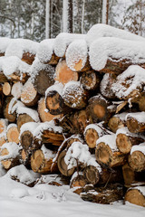 A pile of wood covered with snow. Winter coat, forest road and a pile of coniferous wood next to it.