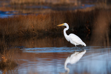 White Bird in Water (Egret Hunting)