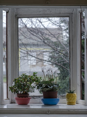 Flowers in the old, rustic window. Raining outside. Winter time.