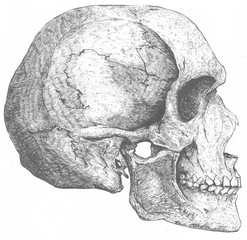 Anatomy Human Skull Vintage Hand Drawn Illustration
