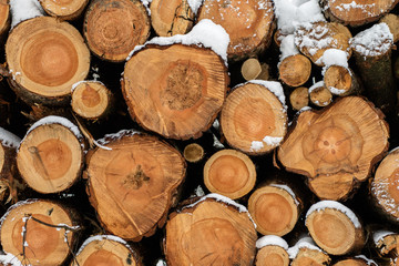 A pile of wood covered with snow. Winter coat, forest road and a pile of coniferous wood next to it.