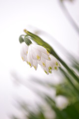 Obraz premium 鈴蘭