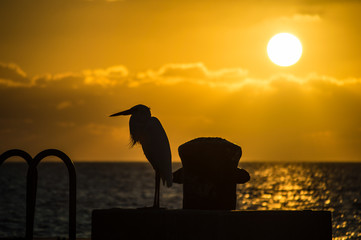 Herring Silhouette with a Beautiful Warm Sunset