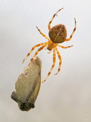 Kreuzspinne mit Beute