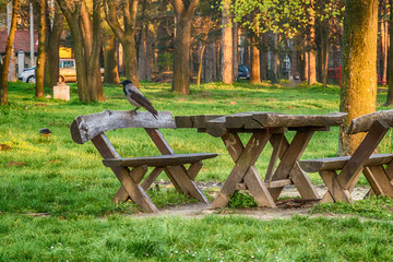 Naklejka premium Raven in a park on a wooden bench