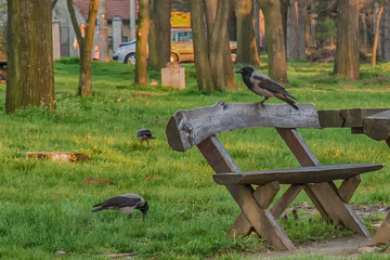 Naklejka premium Raven in a park on a wooden bench