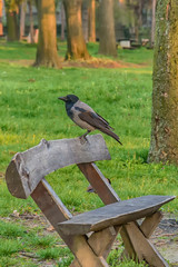 Naklejka premium Raven in a park on a wooden bench