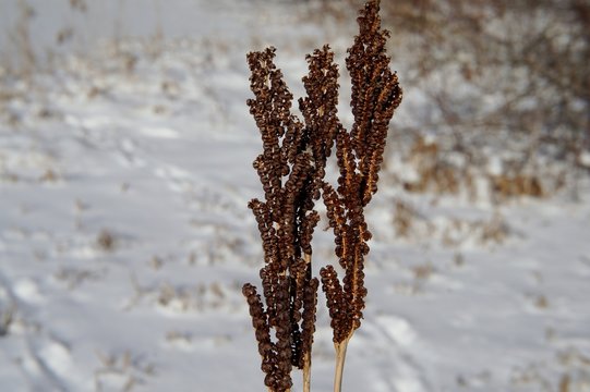 Sensitive Fern Hard Winter Spore Cases