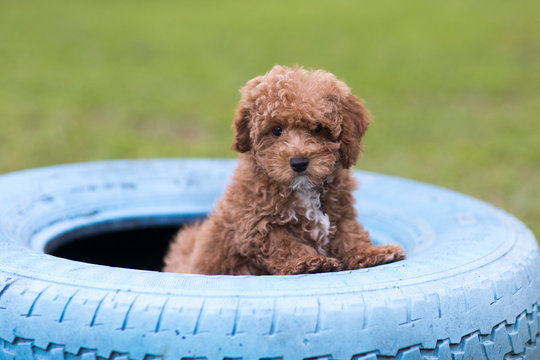 A Puppy and a Blue Tire