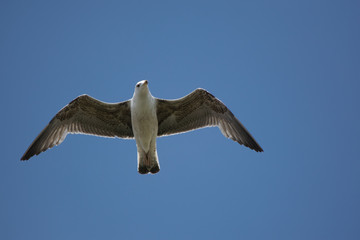 Obraz premium bird