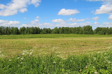 Field of green grass and blue sky in summer day. Forest edge.
