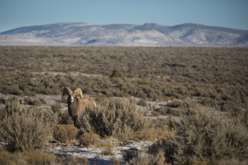 North American Bighorn Sheep