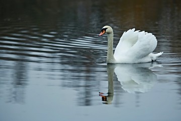 Elegant white mute swan with orange beak on dark blue lake on a grey winter day with reflection in water