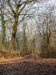 passeggiata nel bosco