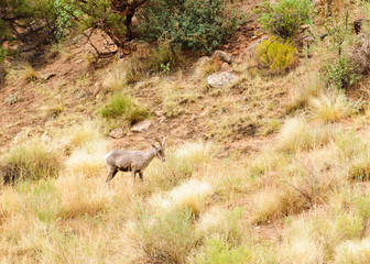 Rocky Mountain sheep in Cedar breaks National Park, utah