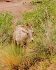 Fototapeta premium Rocky Mountain sheep in Cedar breaks National Park, utah