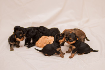 One month Yorkshire terrier and Chinese Crested Dog puppies