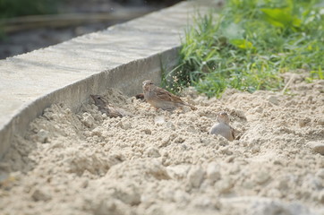 Three Sparrows Taking Sand Bath