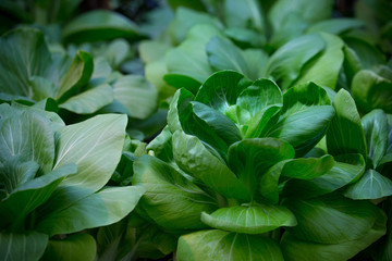 Close up, organic vegetable