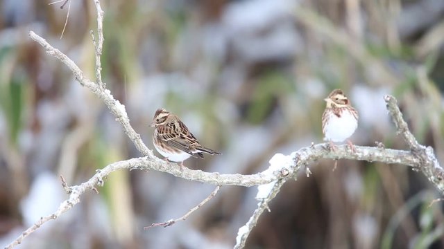 Rustic bunting (Emberiza rustica) in Japan