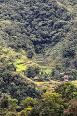 Batad village-rice terraces seen from the lodges area. Banaue-Ifugao-Luzon-Phlippines. 0144