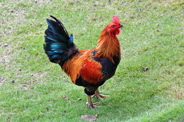 Male red junglefowl in Batad village. Banaue municipality-Ifugao province-Philippines. 0145